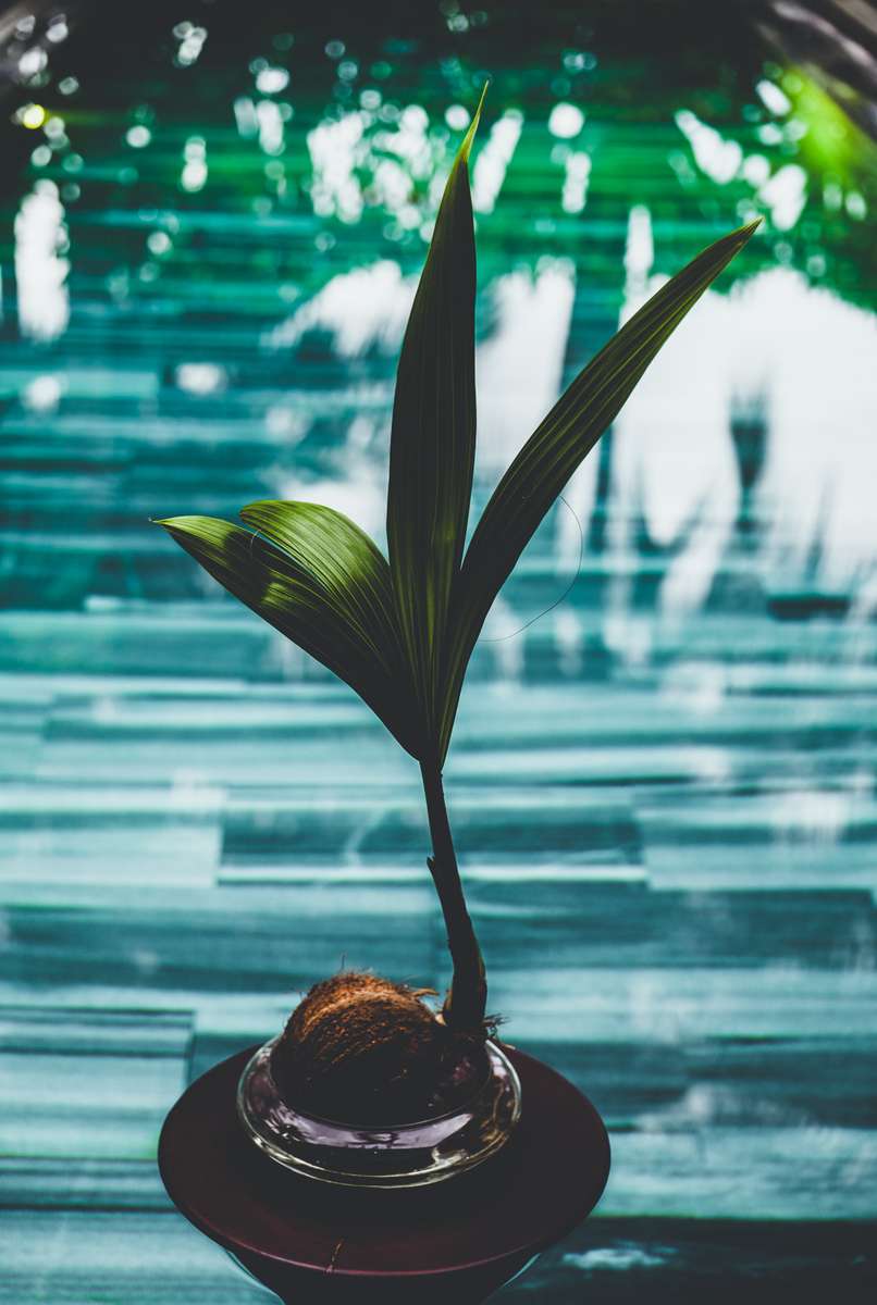 Coconut still life