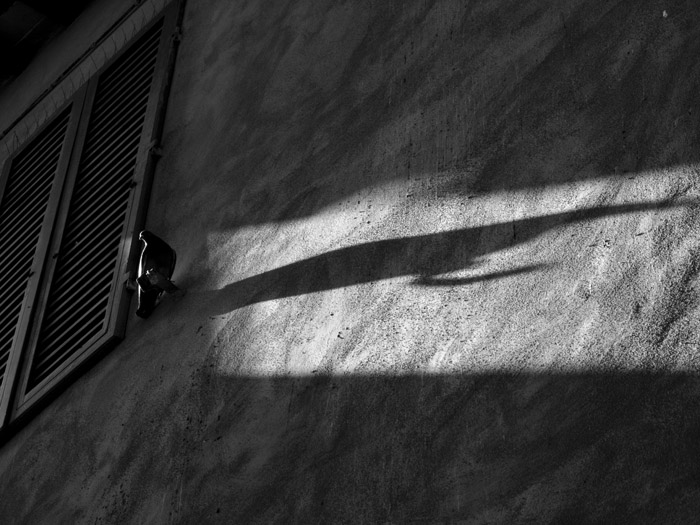 Shadow of a morning dove.