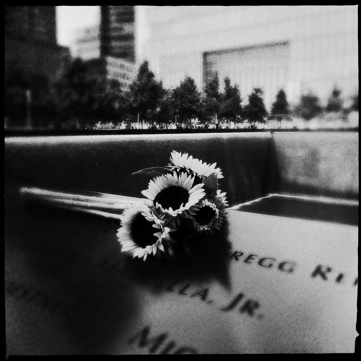Sunflower at 9/11 Memorial Site in New York. The flower language is hope... A day before the anniversary. 