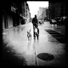 Dogs in the Rain