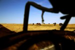 Horses are seen through an abandoned car in the Pine Ridge reservation. 