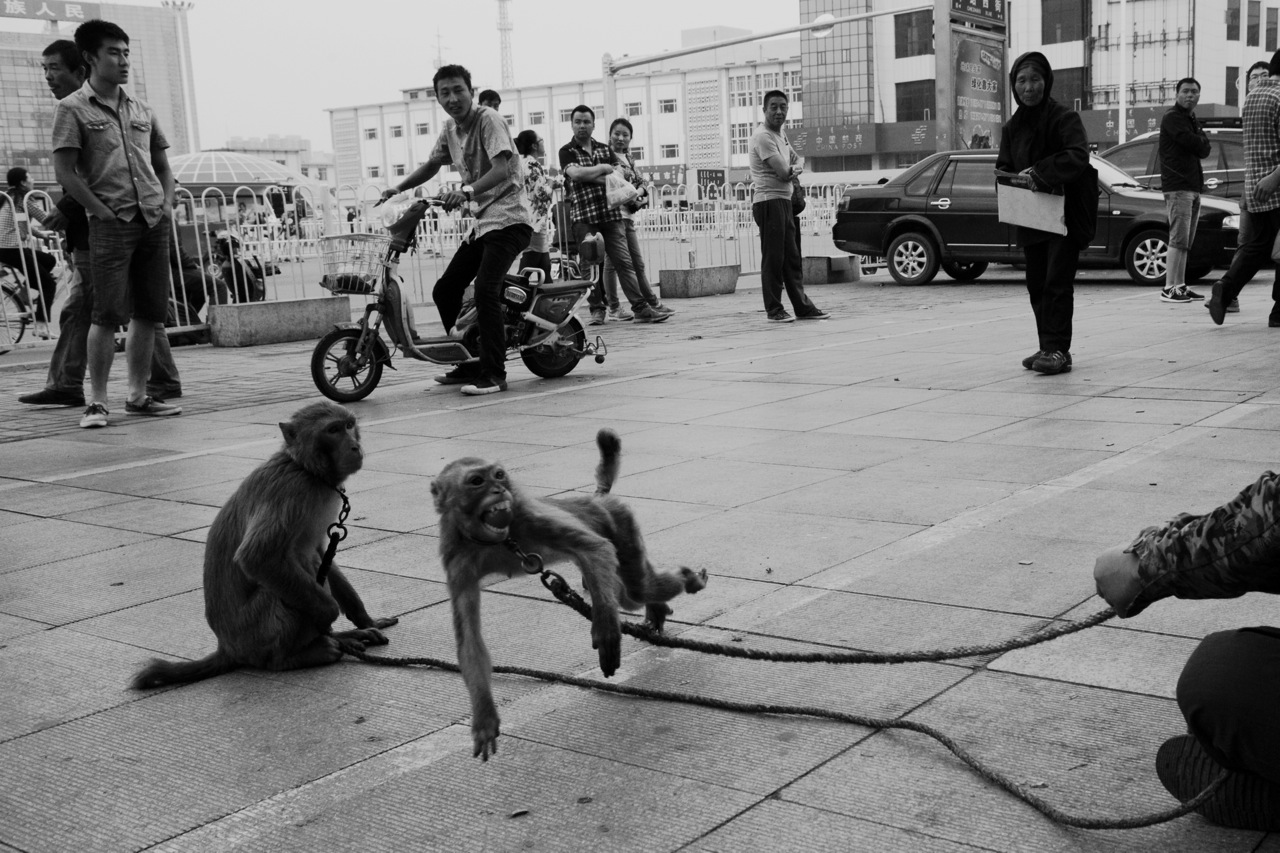 A man has monkeys perform to make the ends meet, as many of Chinese Mongolians are experiencing the cultural and economic strife caused by marginalizing due to the Chinese massive urbanization. Hohhot, Inner Mongolia.