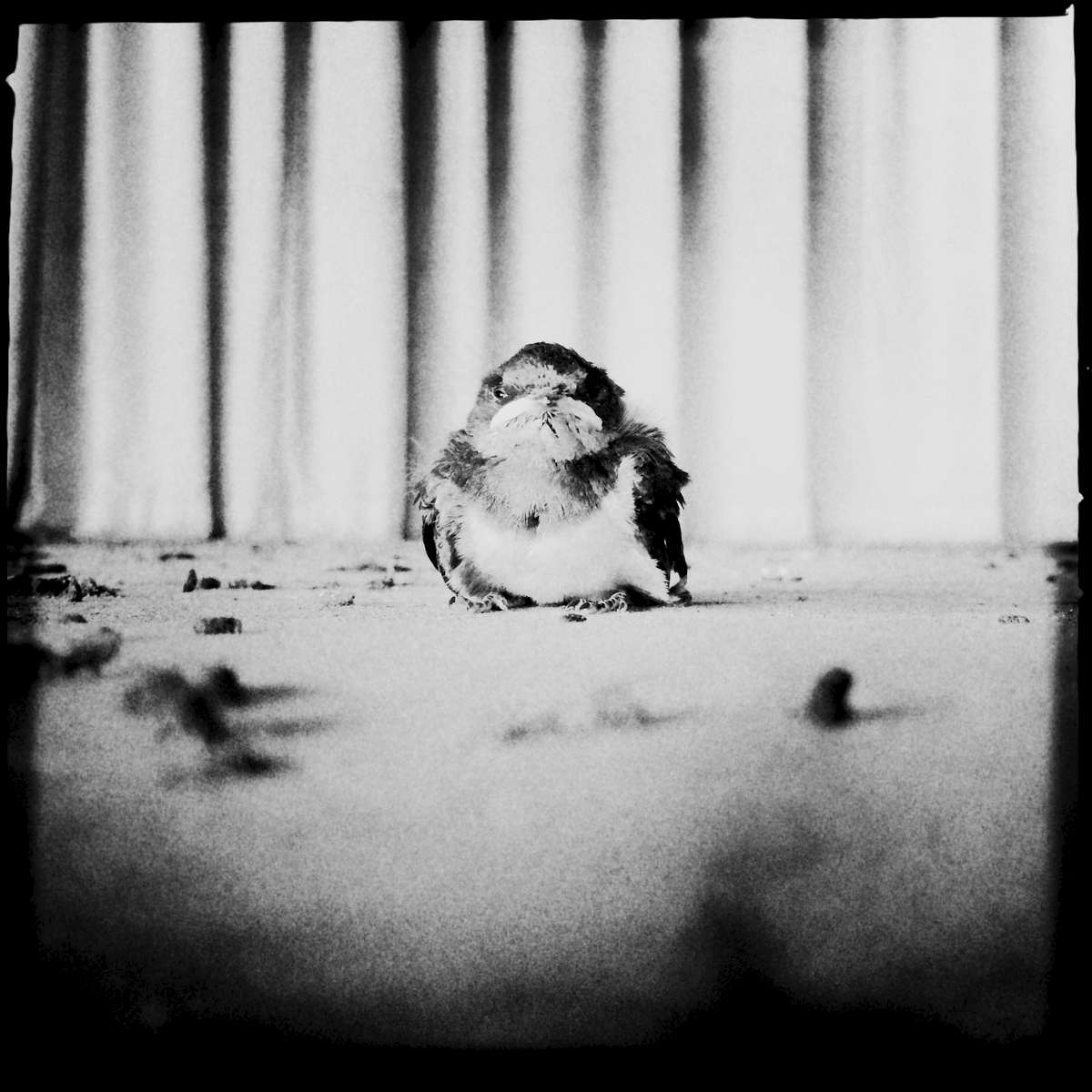 A baby swallow in the radiation-contaminated food chain, at an abandoned elementary school. July/ 2014, Ukedo, Namie. 