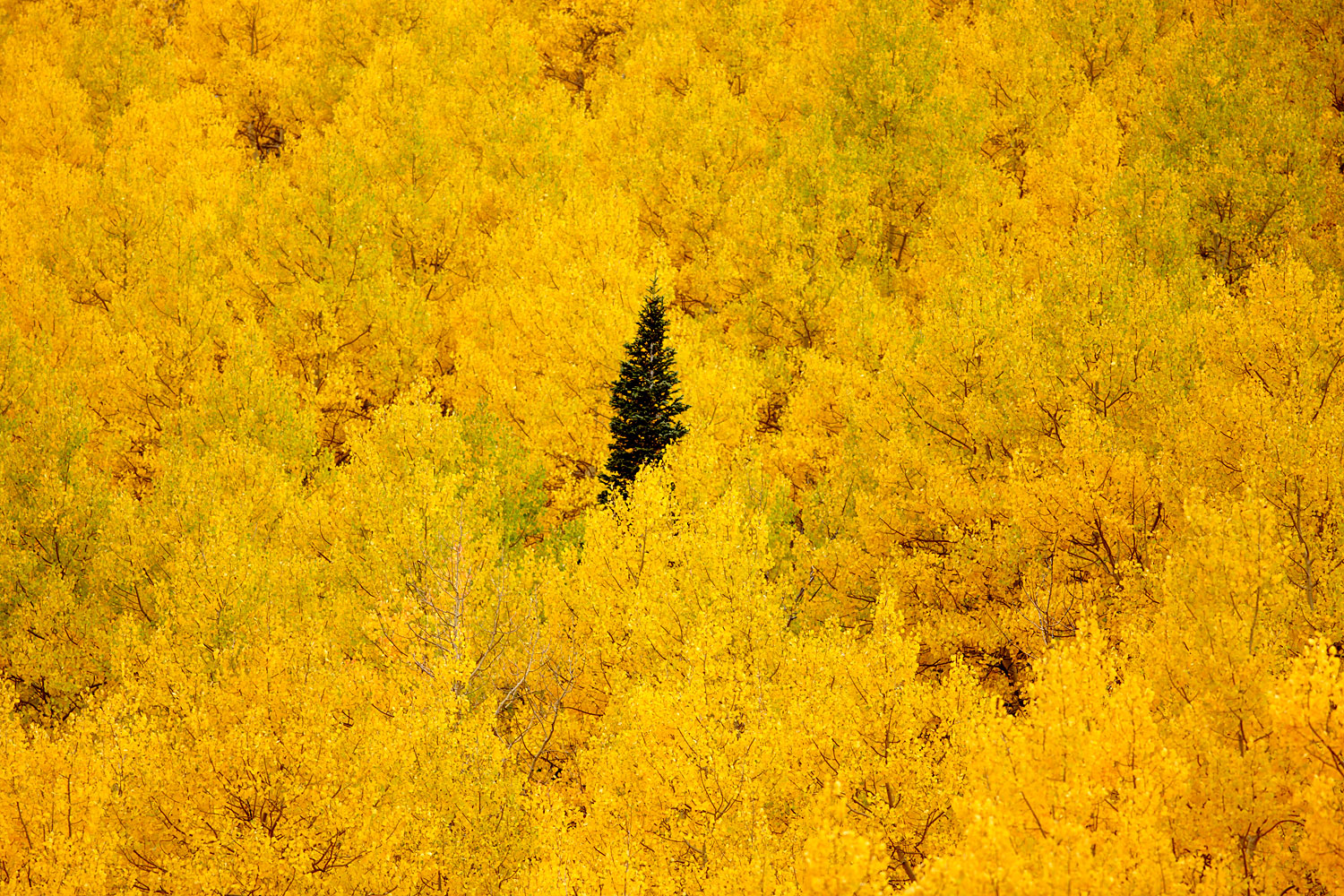 Aspens In Fall