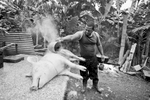 Félix Jorge, pelando el cerdo en la mañana. Santa Clara, Villa Clara, Cuba.