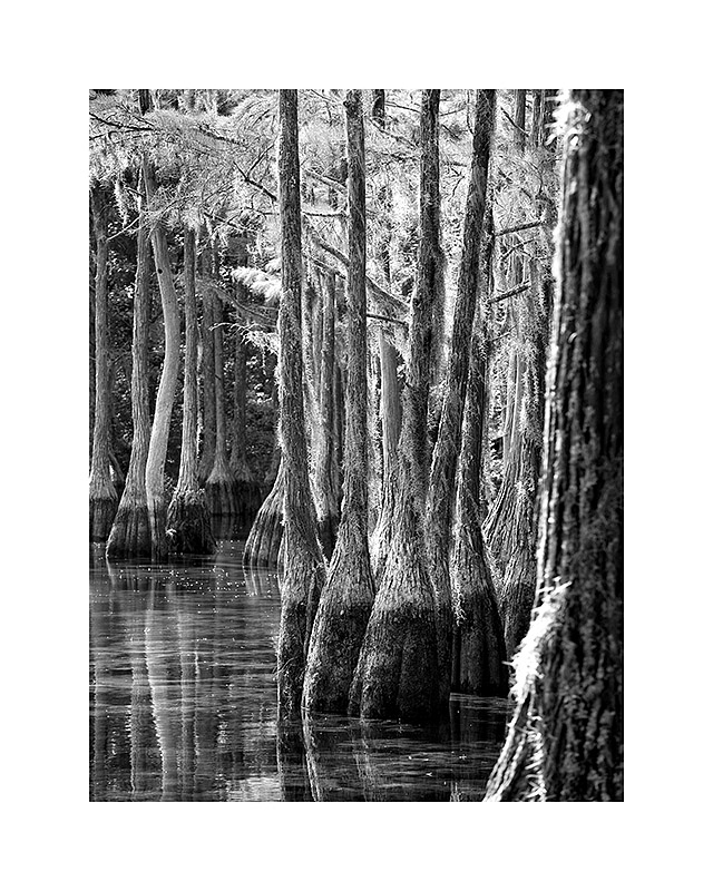 Cypresses III8x10 - 40.0011x14 - 80.0016x20 - 145.0020x24 - 195.0024x30 - 275.00Printed with borders on acid-free archival paper using archival inks.  Signed in lower righthand corner.