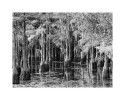 Cypresses II8x10 - 40.0011x14 - 80.0016x20 - 145.0020x24 - 195.0024x30 - 275.00Printed with borders on acid-free archival paper using archival inks.  Signed in lower righthand corner.