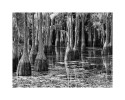 Cypresses I8x10 - 40.0011x14 - 80.0016x20 - 145.0020x24 - 195.0024x30 - 275.00Printed with borders on acid-free archival paper using archival inks.  Signed in lower righthand corner.