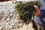 Forager Jean Pierre with wild asparagus on the road to Bastia from Corte.