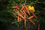 Carrots and patapan squash