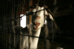 Goat Farm   --   Illinois