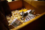 Popcorn mixes with moneycollected from popcorn sales during intermission at the Zoppe Family Circus