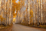 Aspen Alley in late color in the Fall of 2012. A stand of old growth aspen trees in southern Wyoming.
