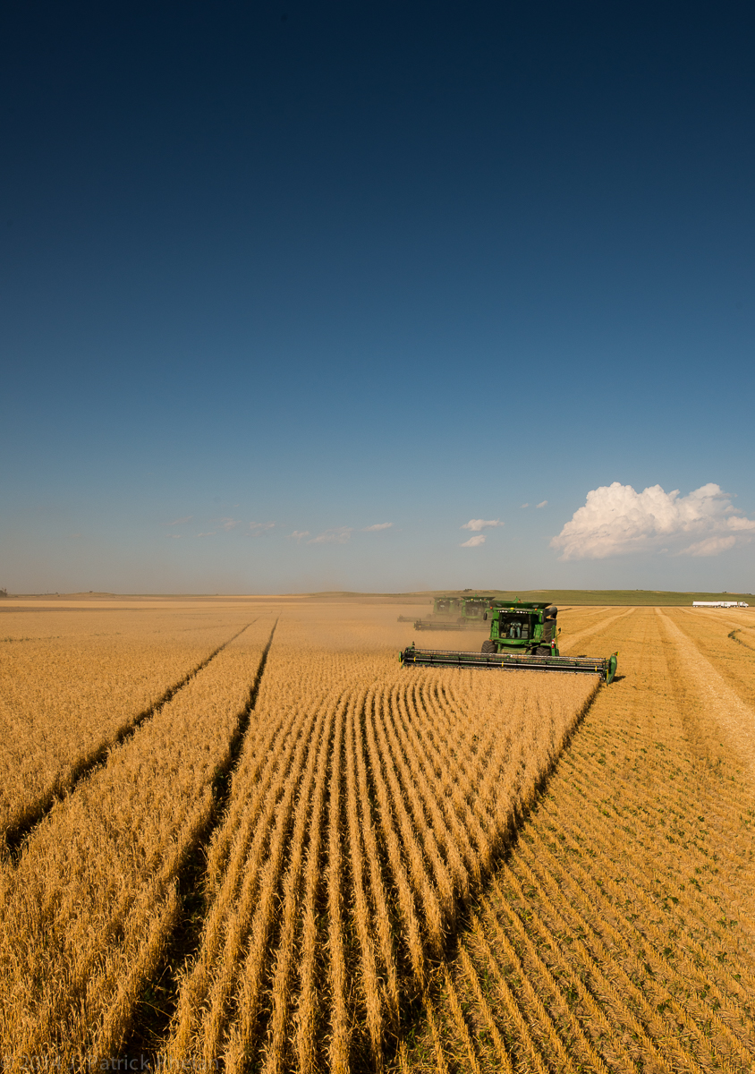 In this vertical picture of wheat being harvested near Potter, Nebraska, a blue sky with a few cumulus clouds near the horizon makes up half of the image. The bottom half of the picture is the wheat field with three John Deere combines cutting wheat as they move forward towards the camera.
