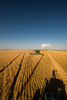 Vertical picture of the western Nebraska wheat harvest near the town of Potter. The top of the image is a blue sky with a few clouds near the horizon line. Three John Deere combines mow wheat coming towards the camera on the left of the frame. The bottom right of the frame shows cut wheat stubble and a shadow of the photographer who is standing on the roof of a John Deere tractor for an aerial perspective of the scene.
