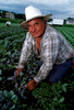 In this vertical picture an Hispanic day laborer on his hands and knees is pulling weeds from a row crop field under a cloudy sky. He is large in the frame and smiles with a sense of pride towards the camera from beneath a white straw full brim hat and he wears a plaid unbuttoned shirt and blue jeans. His hands and shirt sleeves are covered in black soil. In the distant background a new housing development is being built.