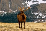 Elk, Rocky Mounatin National Park, Colorado, 2008.