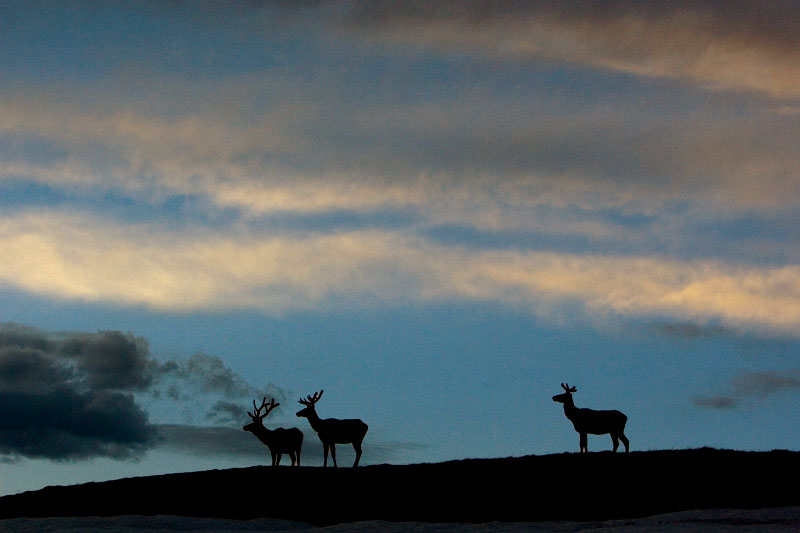 Elk, Rocky Mountain National Park, Colorado, 2008.