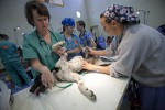 Alison Berry CVT (L) Marie Qucksall 3rd year student at Ohio State (C) and Erin Ludwig CVT (R) prepare a dog for surgery.
