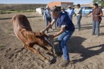  Dr Eric Davis (C) founder of RAVS steadies Red a 5 year old Sorrow Quarter Horse to the ground as he prepares to do castration surgery