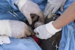 Dr Eric Davis, founder of RAVS, performs castration surgery with the help of Jena Valdez, a 4th year DMV student at Colorado State and the intern for RAVS, on Red a 5 year old Sorrow Quarter Horse