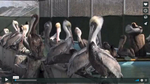 At the International Bird Rescue Research Center (IBRRC) in Fairfield, California researchers and volunteers come together to help out the Brown Pelicans as they fight off a rare and unexplained illness.  The Pelican Partners are made up of a group of volunteers who donate their time and money to help with the research and rehabilitation.