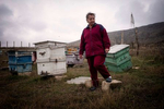 On the outskirts of Martakert, one of the most heavily shelled urban areas in Nagorno Karabakh, Gayane Mangasaryan returned to her home to find cluster munitions scattered across her apiary.  “I was fixing the hives that had fallen over when suddenly I saw it there in grass,” says Gayane, pointing to a spot in the middle of the field where a latticed metal crate covers a ShOAB-0.5 submunition.  She is one of many Karabakhi Armenians who have returned home to find their homes damaged, and dangerous unexploded ordnance strewn across their yards and fields. 