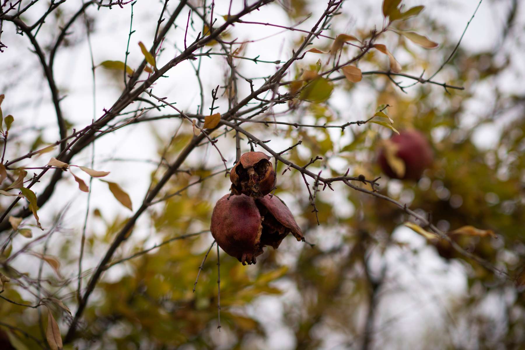 Pomegranates begin to rot on the vine, waiting for families to return to their lands.