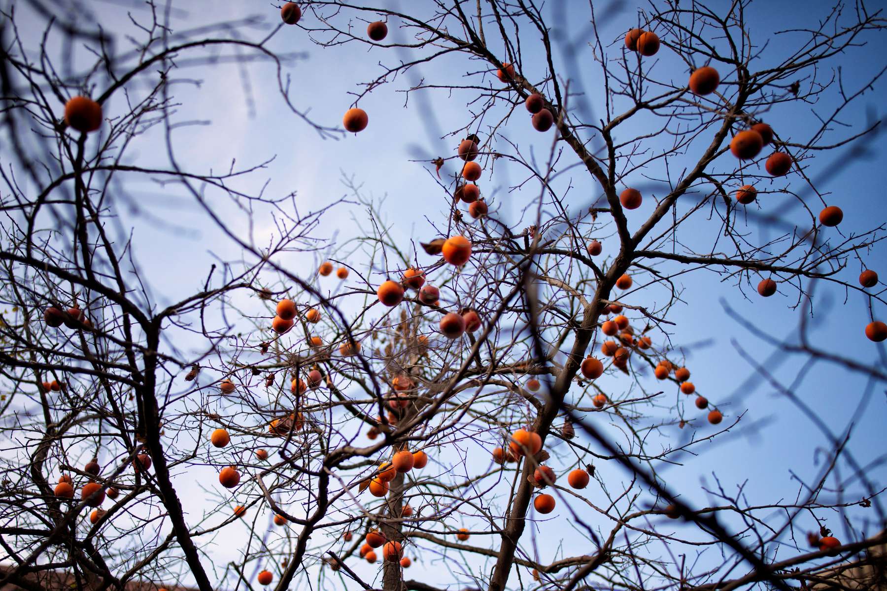 Late fall is persimmon season in Karabakh. In the aftermath of the war, the trees are heavy with the ripe, unpicked fruit. Since the end of the First Karabakh War in 1994, the self-proclaimed republic has remained unrecognized by any other country: status-less, a no man’s land to all but the people who inhabit its mountains, who till its fields, plant and harvest its orchards. Owing perhaps to the absence of an internationally recognized political status, and undeniably to the fact that so many Karabakhi Armenians live off the land, their connection to the soil runs deep. They live by a motto derived from the name of an iconic statue on a hilltop just outside of Stepanakert: We are our mountains. Now, with so many of those mountains within plain sight but out of reach, they are left to wonder: Without our mountains, what are we? What is left of us? 