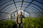 June 15, 2013: BERKADZOR, NAGORNO-KARABAKH-   Syrian-Armenian Vrej Esmerian walks through a greenhouse full of orange and lemon trees he has planted with his brother Hovig in Berkadzor, near the Nagorno-Karabakh capital of Stepanakert.  The brothers, who are originally from Aleppo are planting 15,000 saplings of different varieties ranging from citrus trees to olive trees to flowers, pine nuts, cactuses, grapes, coffee, and laurels, in an attempt to create a new industry for the unrecognized republic.  Deeply patriotic, Vrej considers this project to be his contribution to the Armenian people.  Nagorno-Karabakh, which in the Soviet Union was under the control of Azerbaijan, has been a de facto independent state since the 1988-94 Karabakh War in which its secessionist ethnic-Armenian population, backed by the Republic of Armenia, fought a war against the newly independent Azerbaijan, resulting in major population  shifts as Azeri residents of Karabakh fled to Azerbaijan and ethnic Armenians fled Azerbaijan for the Republic of Armenia.  While the war theoretically ended in 1994, hostilities occasionally flare up, and Karabakh's final status is far from settled, with Azerbaijan referring to it as occupied territory that it hopes to regain and Armenia controlling the only actual access to the republic. As a result, the movement of Syrian refugees into the territory, although voluntary on the part of the families rather than part of a state-run plan, has the potential to be extremely controversial.  Photo by Scout Tufankjian/Polaris 