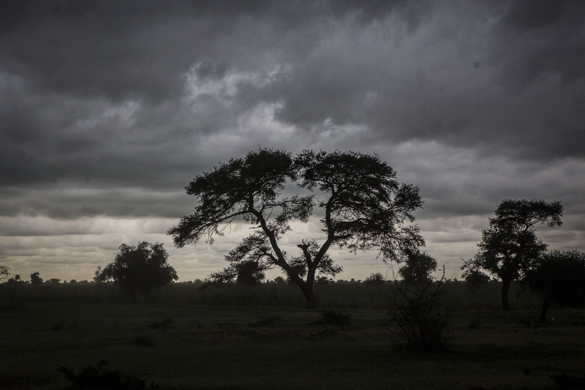 A tree is silhouetted against a storm outside of Diffa, Niger, September 2018.