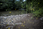 San Lorenzo, El Salvador- Butterflies fly by the Rio Pampe, one of the most heavily effected areas during the Ingenio La Magdalena molasses spill in San Lorenzo, El Salvador June 2018. In May 2016, nine thousand gallons of molasses spilled into the San Lorenzo and adjoining rivers killing life in and around the river for 80km and contaminating the water supply for thousands of people. After two lawsuits and millions of dollars in fines, Ingenio La Magdalena has effectively cleaned up the disaster but the damage has taken its toll on the wildlife, esp fish, that the local communities depend so heavily on. Many residents affected by the spill have yet to be compensated for damages to their livelihoods. (Jane Hahn)