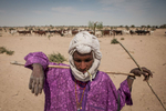 A herder leads his cows across Diffa, Niger