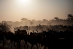 Herders lead their cows to be sold on the market in Northern Nigeria.