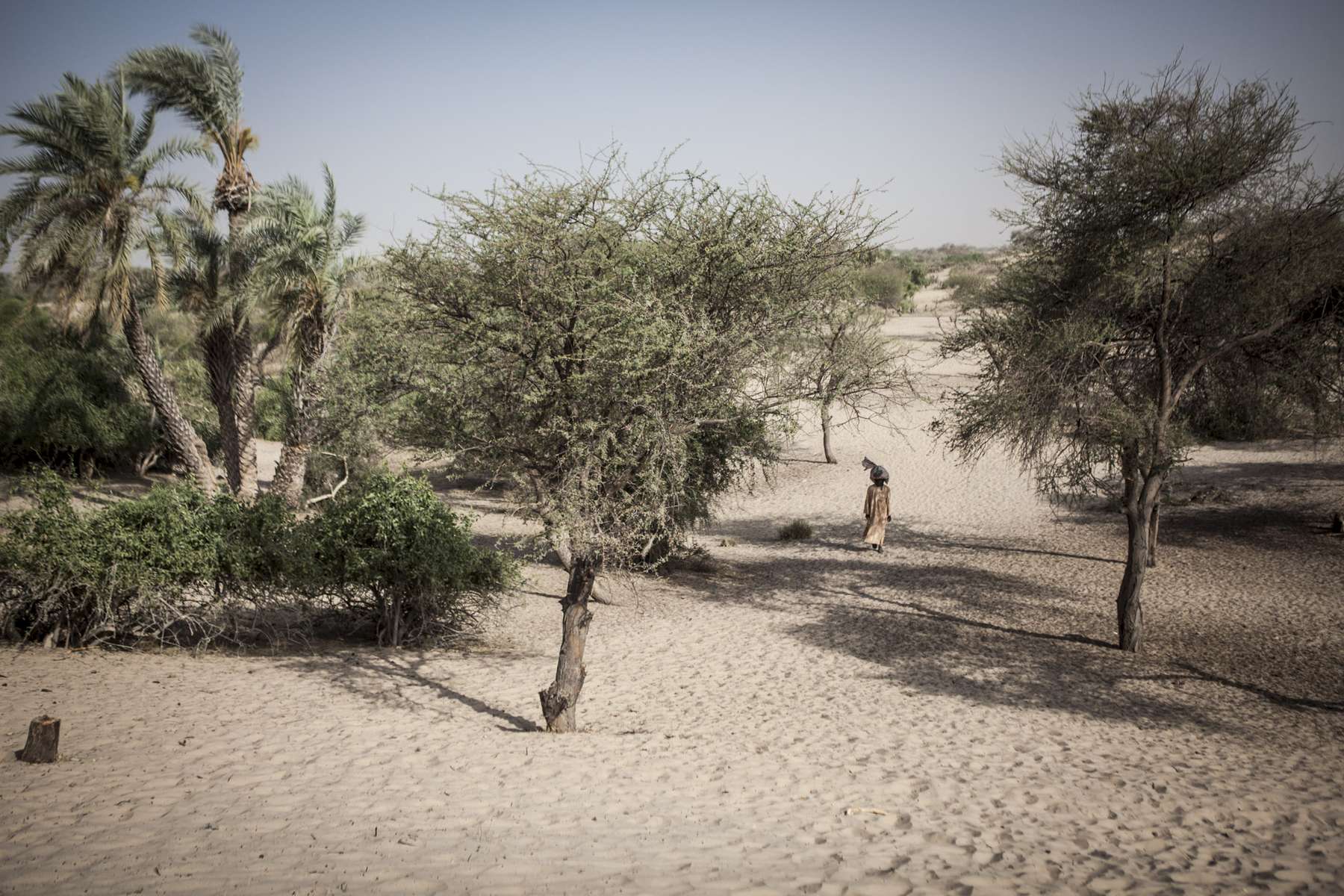 Amadou Allay, 22, walks through an area of the Lake Chad basin that was once covered in water over 30 years ago, but has now been overtaken by sand, in Broumbya Village outside of Baga Sola, Chad February 2017. Villagers recalled building a dyke to separate the water from farmland but as years passed, the farmland began to dry and the shores of the lake began to recede and now all that remain are sand and desert succulents. Present day Broumbya Village lies over 4km away from the shores of the lake and the distance continues to grow as the desert encroaches the basin. Due to recent security constraints villagers cannot move to find new farmland therefore they must rely on irregular food distributions from under funded aid organizations. 