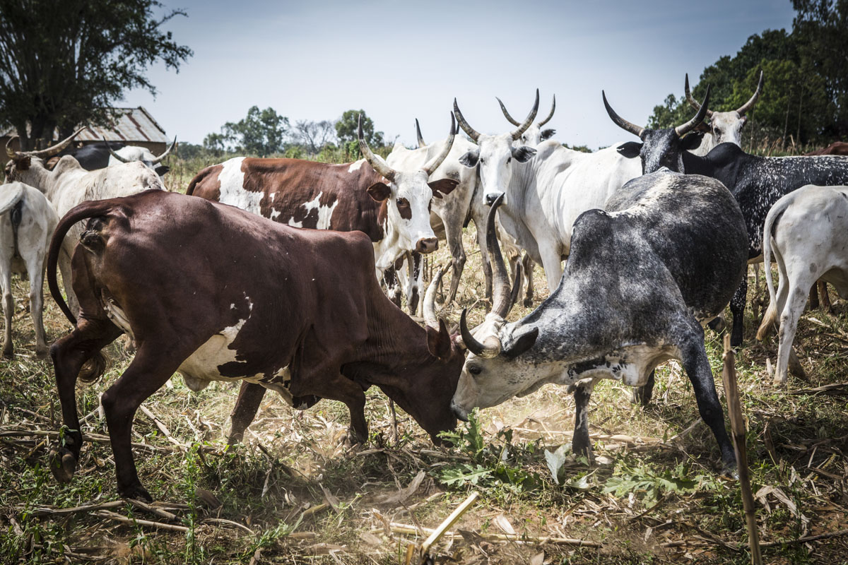 Barkin Ladi, Jos, Nigeria- Two cows clash horns outside of Makoli Vilage in Barkin Ladi, Nigeria. Makoli Village was saved by the Fulani herders belonging to that community when masked gunmen attempted to attack in June 2018. Growing animosity between ethnic groups coupled with a lack of security  has fomented this increase in violence in recent years. Despite the divisive chaos engulfing the Middle Belt of Nigeria, a group of multi-ethnic men and women, part of the Vigilante Group of Nigeria, are providing much needed security and trust to all groups affected by the conflict.