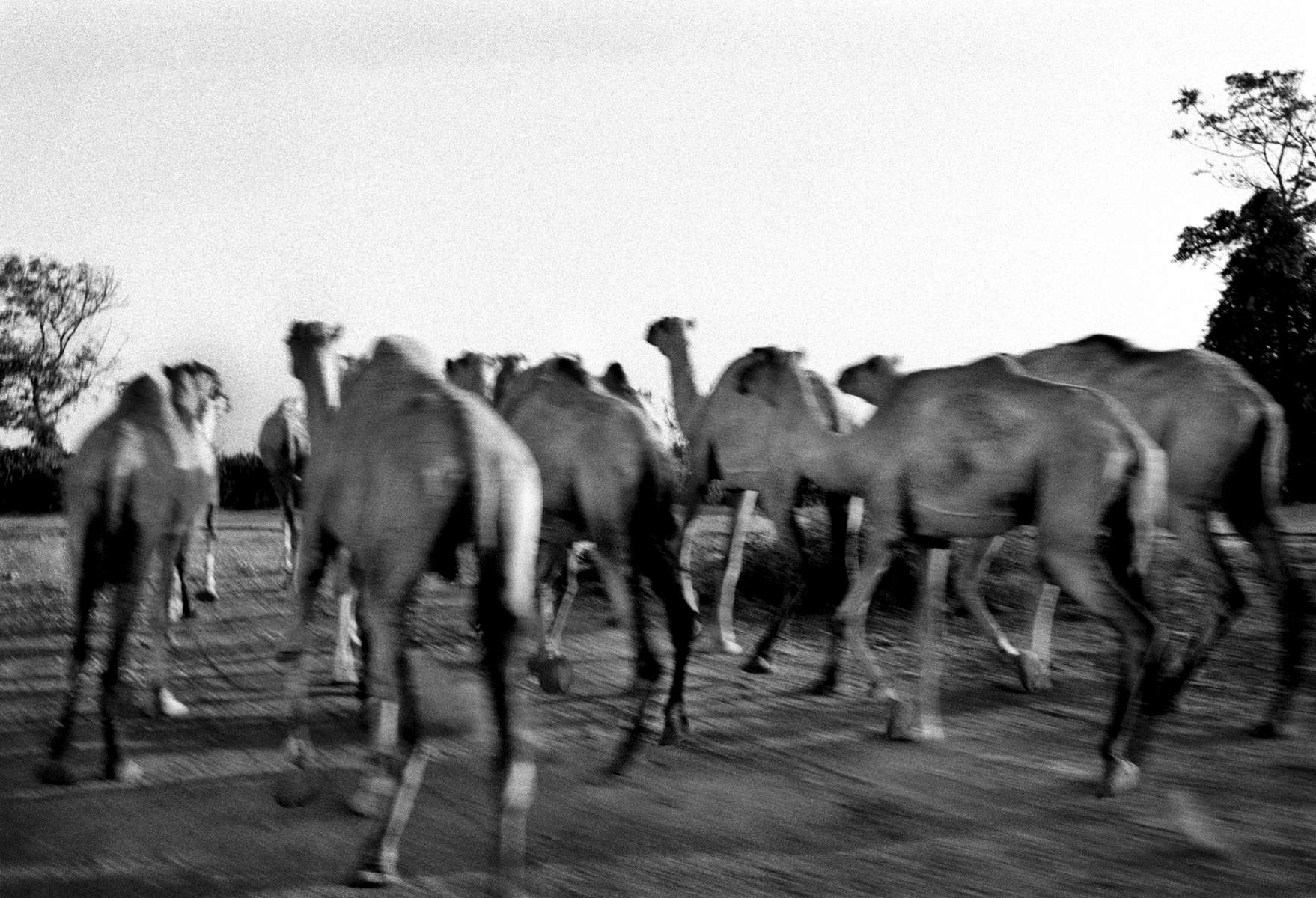 Camel herder, between Mogadishu and Merka, Somalia 2002