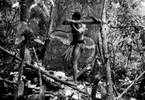 Pygmy man cutting down a tree to collect a bee hive deep in the equatorial forest, DRCongo 2004