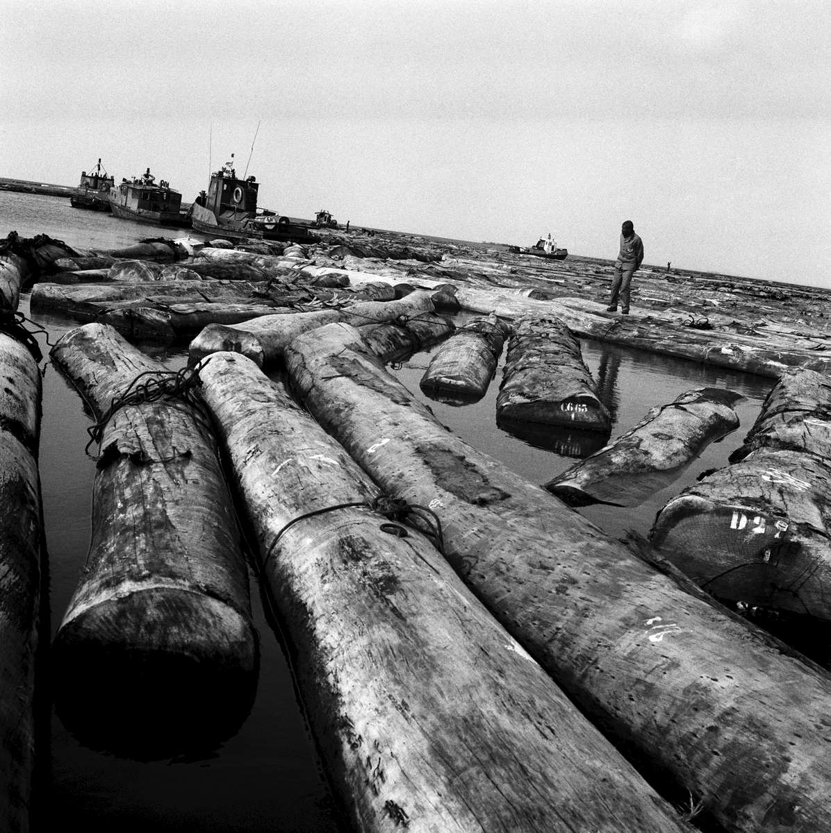 Floating lumber yard, Port Gentil, Gabon 2002