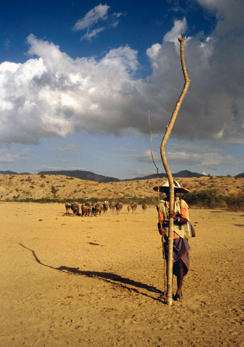 East Timorese water buffalo herder near Bacau, East Timor 1993
