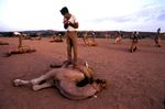 India's Border Security Force regional headquarters at Jodhpur's training centre. Special camel training for ceremonial purposes takes 2 years to train a rider and 3 years to train a camel.1998