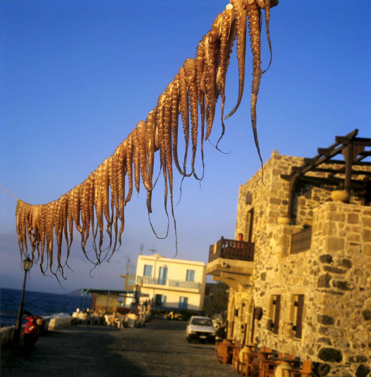 only in Greece ....  drying octopus in Nisyros 