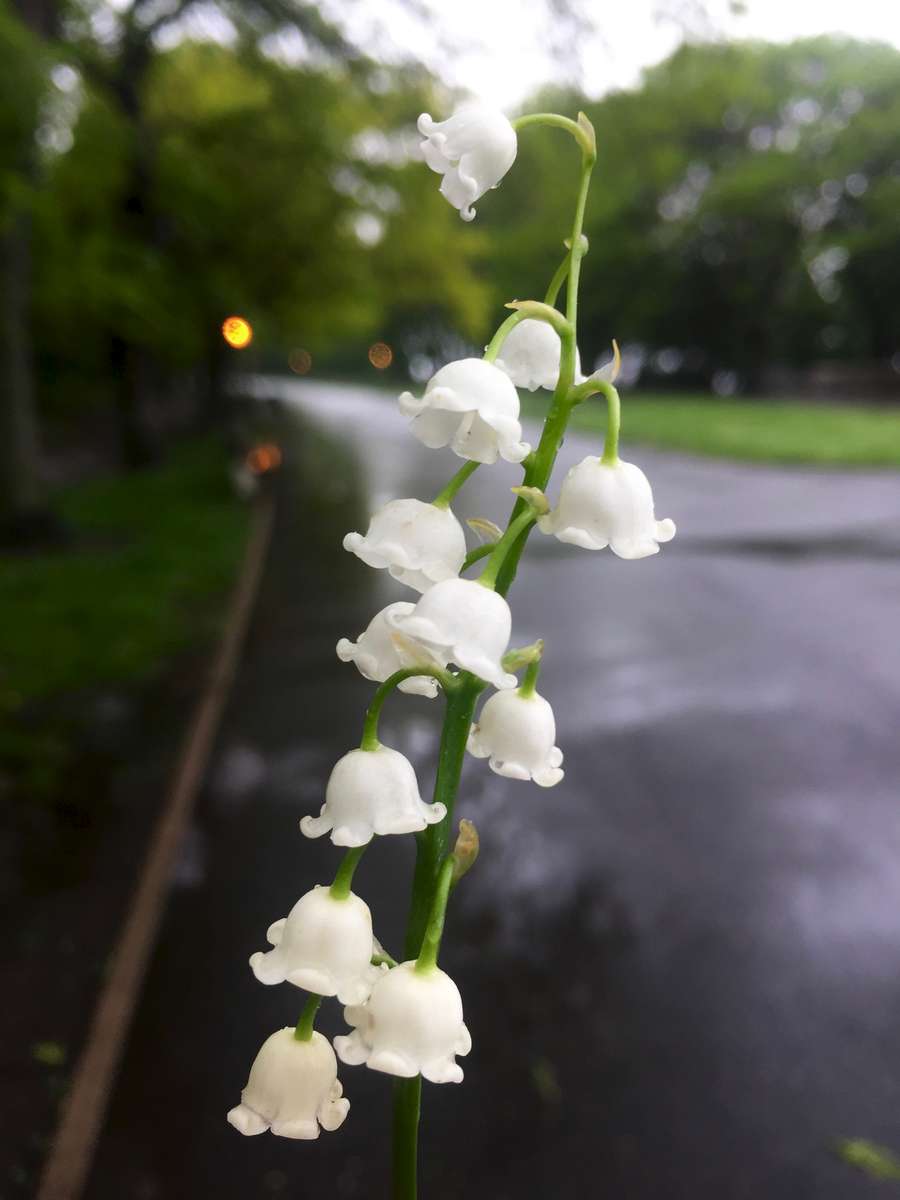 Lily of the Valley - Riverside Park NYC