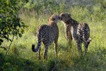 Cheetah, South Africa