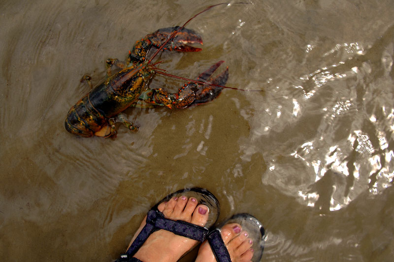 Turbats Creek, Maine  - with a freshly liberated lobster.