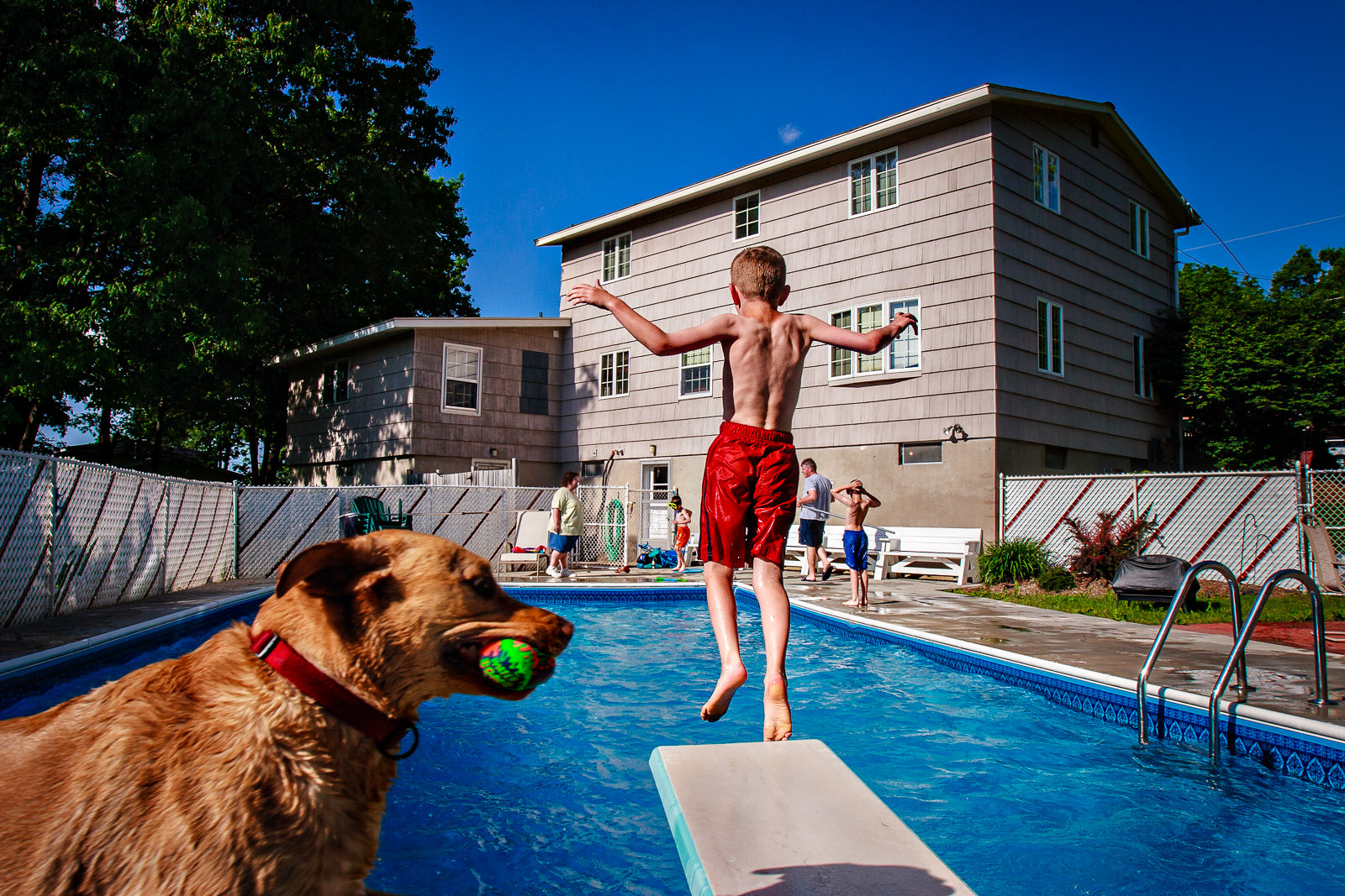 Chris Dietrich bounces from the diving board while his Golden Retriever, Cali, races to meet him in the pool on an July afternoon in Syracuse, New York.Photograph by Jesse Neider