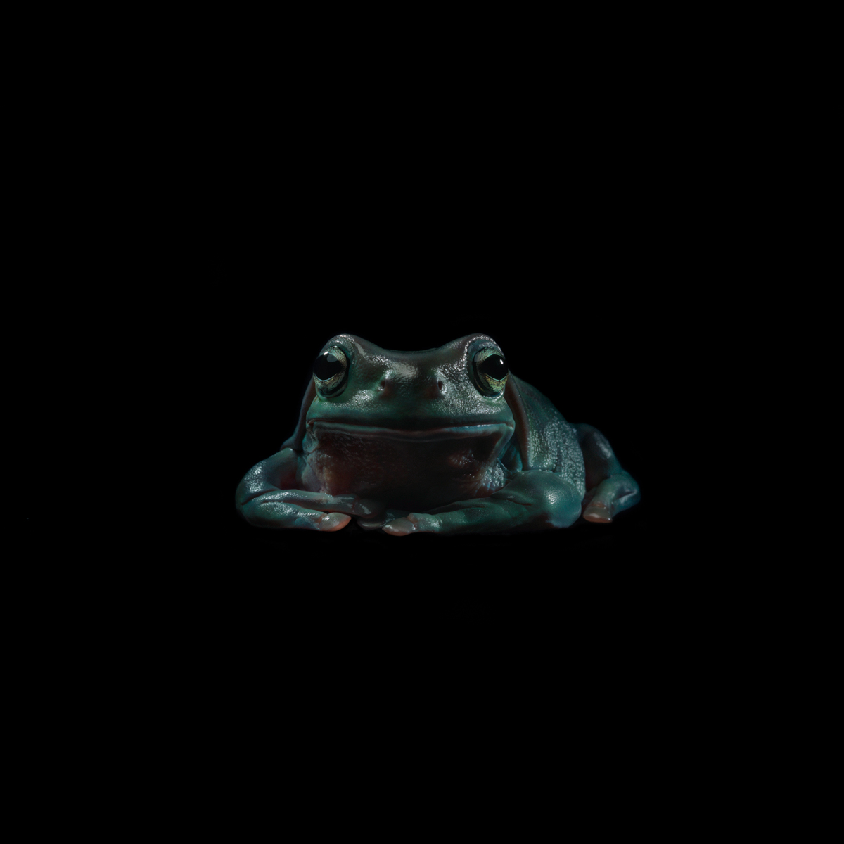 F is Frog