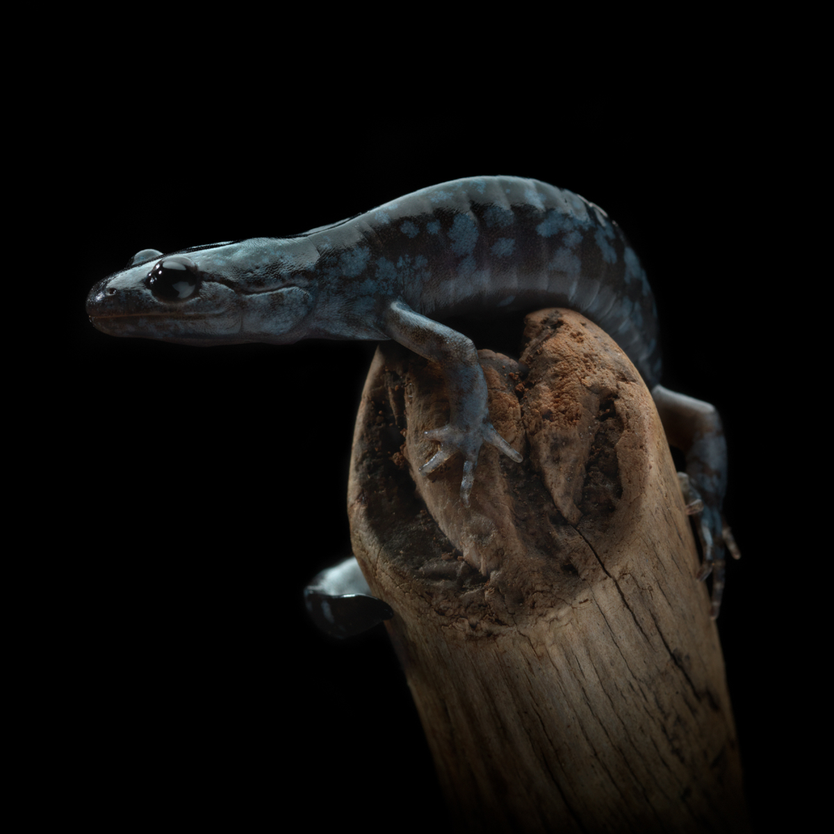 S is for Salamander 