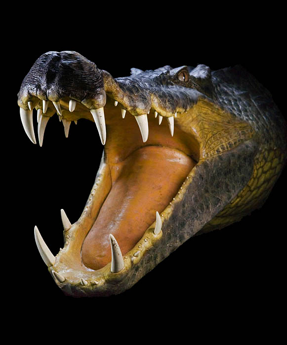 Boar Croc flesh model