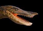 ST-Duck-Croc-flesh-model-Dinosaur---2016---464mhB